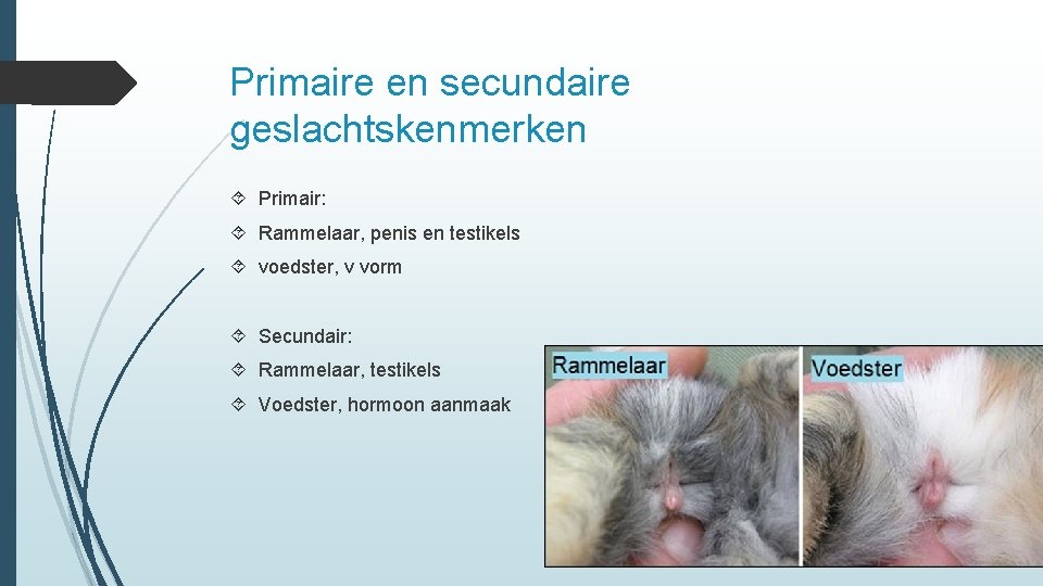 Primaire en secundaire geslachtskenmerken Primair: Rammelaar, penis en testikels voedster, v vorm Secundair: Rammelaar,