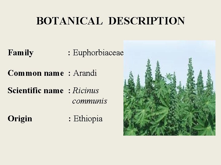 BOTANICAL DESCRIPTION Family : Euphorbiaceae Common name : Arandi Scientific name : Ricinus communis