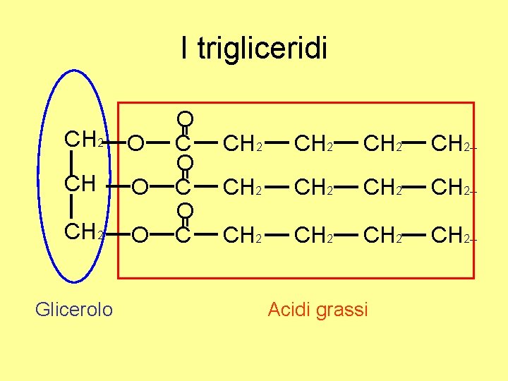I trigliceridi CH 2 O Glicerolo O C O C CH 2 CH 2