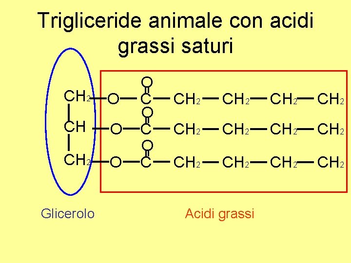 Trigliceride animale con acidi grassi saturi CH 2 O Glicerolo O C O C