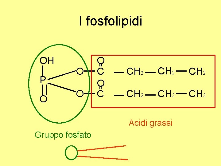 I fosfolipidi OH P O O C O C CH 2 CH 2 Acidi