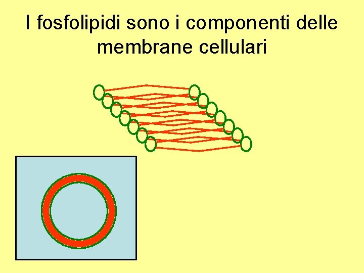 I fosfolipidi sono i componenti delle membrane cellulari 