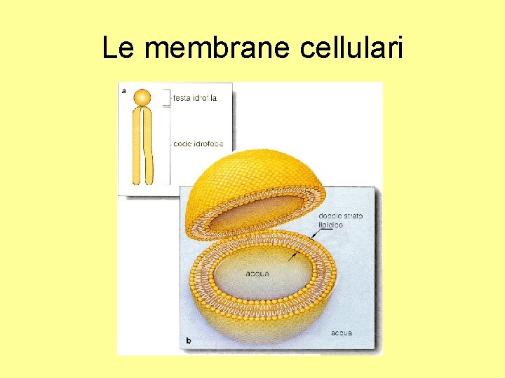 Le membrane cellulari 