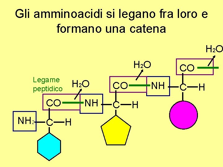 Gli amminoacidi si legano fra loro e formano una catena H 2 O Legame