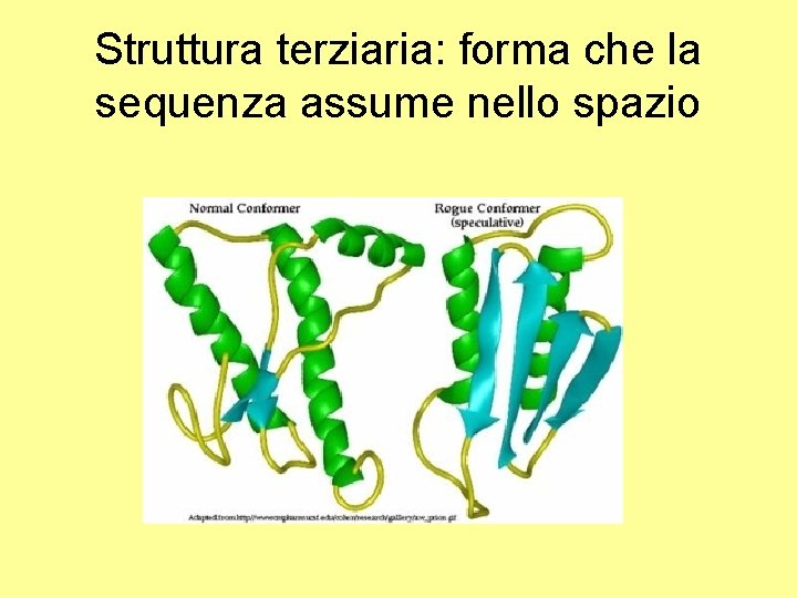 Struttura terziaria: forma che la sequenza assume nello spazio 