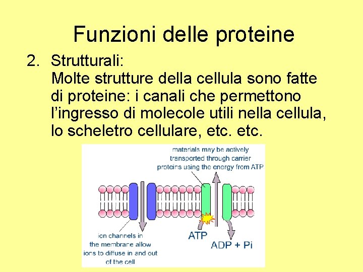 Funzioni delle proteine 2. Strutturali: Molte strutture della cellula sono fatte di proteine: i