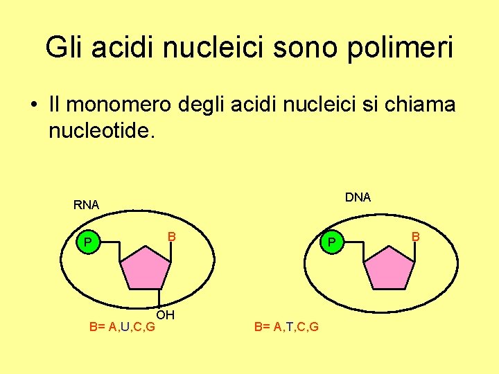 Gli acidi nucleici sono polimeri • Il monomero degli acidi nucleici si chiama nucleotide.