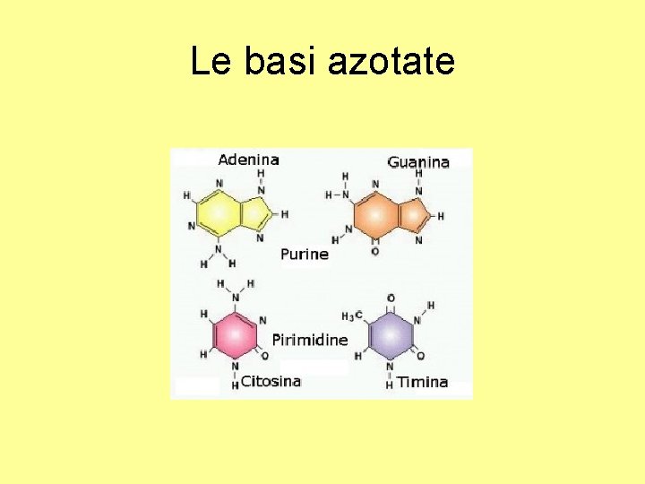 Le basi azotate 