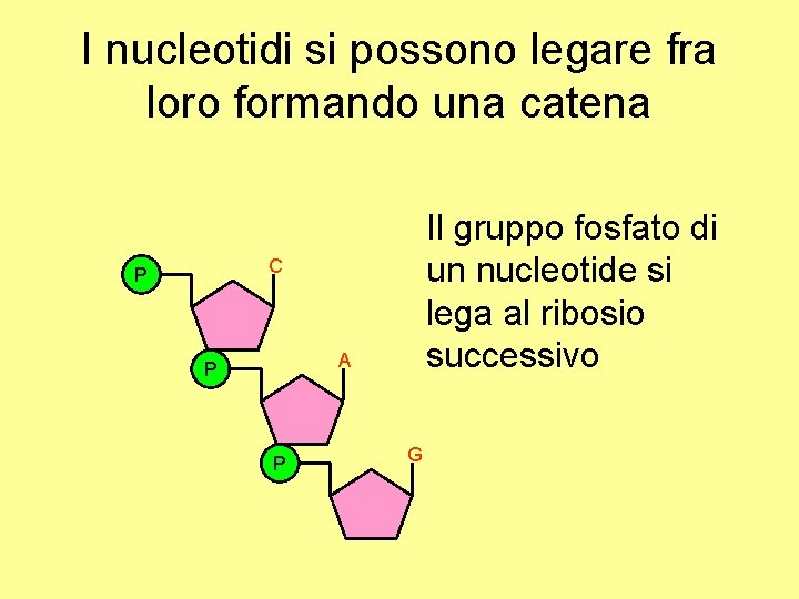 I nucleotidi si possono legare fra loro formando una catena Il gruppo fosfato di