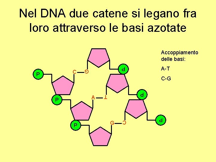 Nel DNA due catene si legano fra loro attraverso le basi azotate Accoppiamento delle