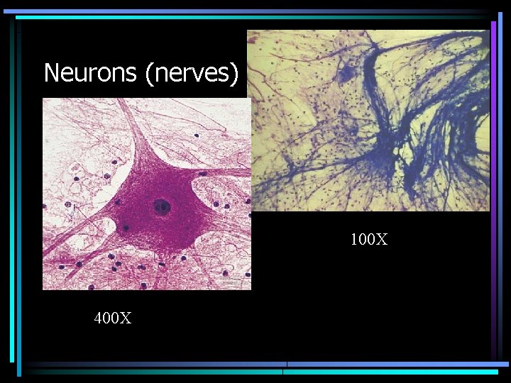 Neurons (nerves) 100 X 400 X 