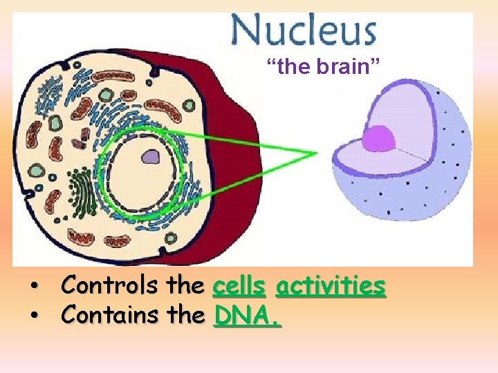 “the brain” • Controls the cells activities • Contains the DNA. 