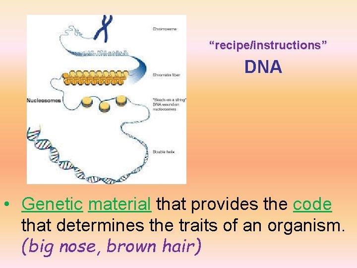 “recipe/instructions” DNA • Genetic material that provides the code that determines the traits of