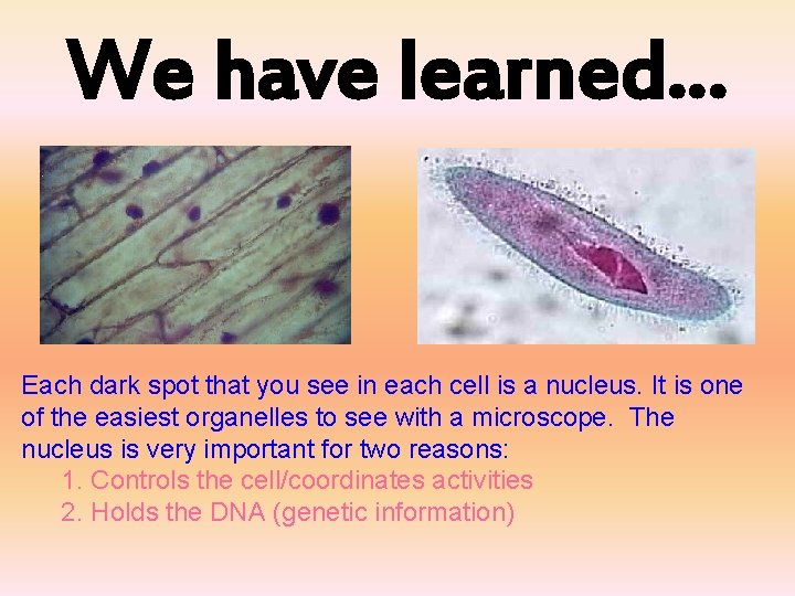 We have learned… Each dark spot that you see in each cell is a