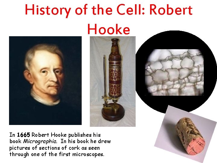 History of the Cell: Robert Hooke In 1665 Robert Hooke publishes his book Micrographia