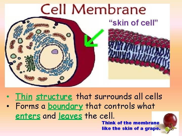 “skin of cell” • Thin structure that surrounds all cells • Forms a boundary