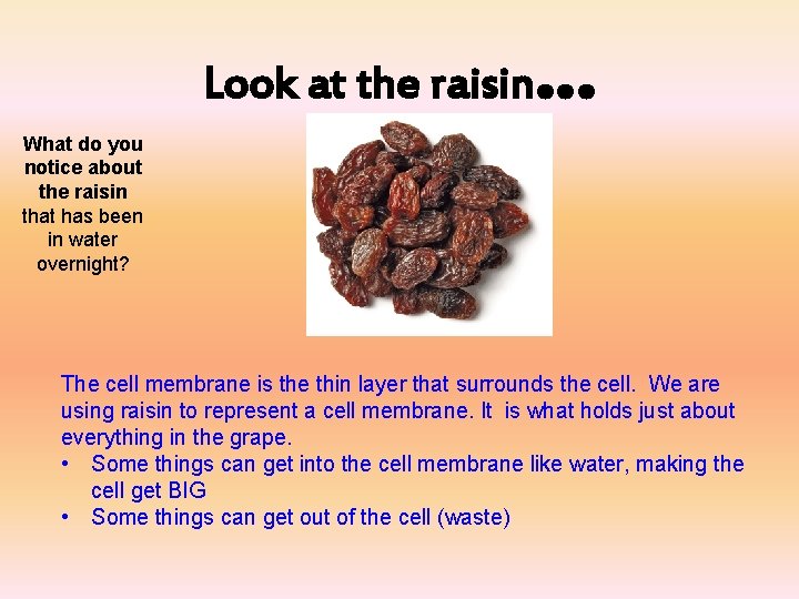 Look at the raisin … What do you notice about the raisin that has
