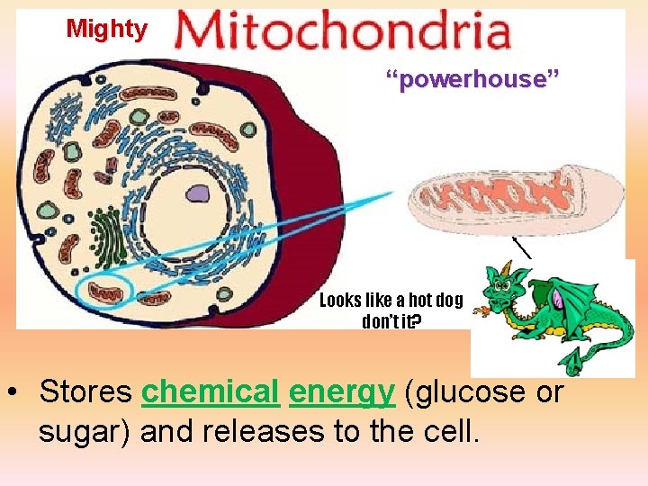Mighty “powerhouse” Looks like a hot dog don’t it? • Stores chemical energy (glucose