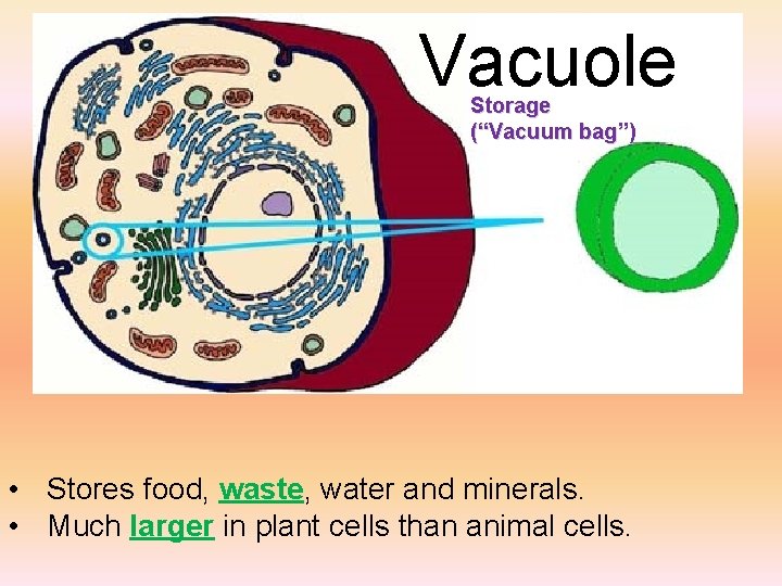 Vacuole Storage (“Vacuum bag”) • Stores food, waste, water and minerals. • Much larger