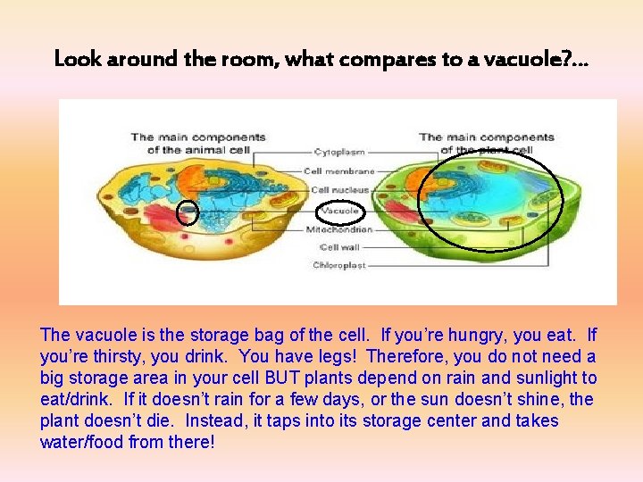 Look around the room, what compares to a vacuole? … The vacuole is the