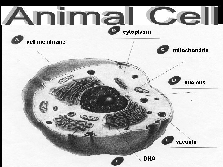 cytoplasm cell membrane mitochondria nucleus vacuole DNA 