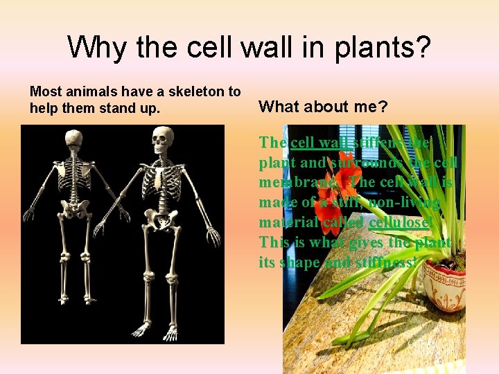 Why the cell wall in plants? Most animals have a skeleton to help them
