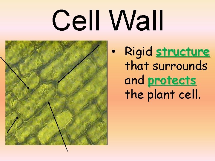 Cell Wall • Rigid structure that surrounds and protects the plant cell. 