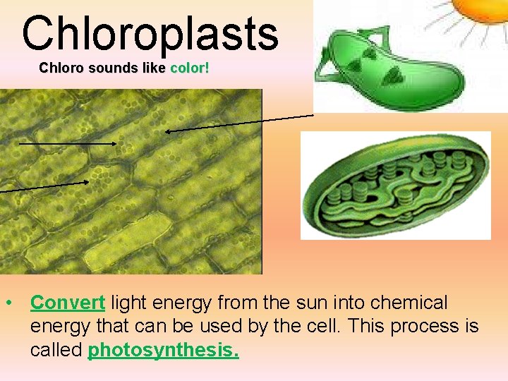 Chloroplasts Chloro sounds like color! • Convert light energy from the sun into chemical