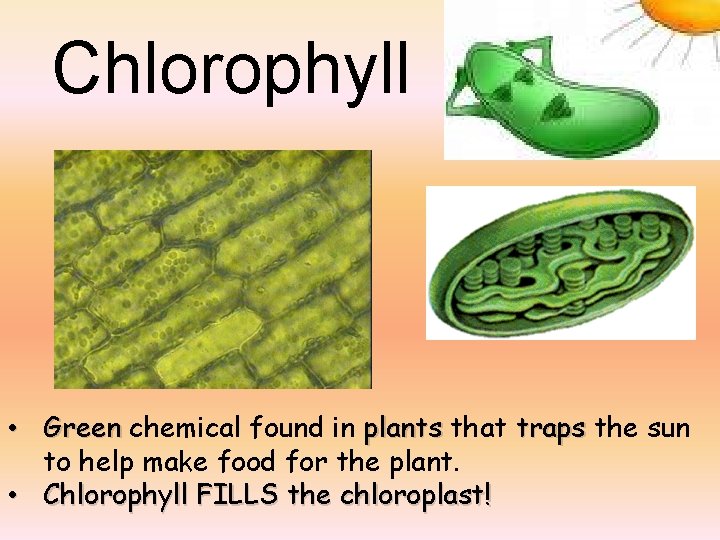 Chlorophyll • Green chemical found in plants that traps the sun to help make