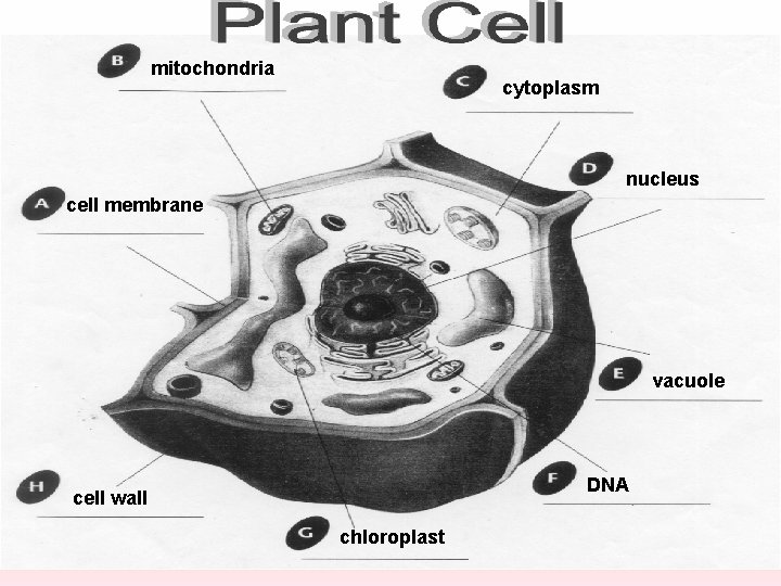 mitochondria cytoplasm nucleus cell membrane vacuole DNA cell wall chloroplast 