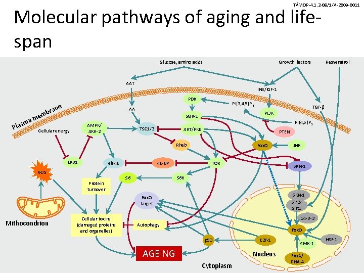 TÁMOP-4. 1. 2 -08/1/A-2009 -0011 Molecular pathways of aging and lifespan Glucose, amino acids