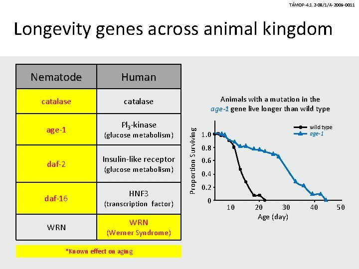 TÁMOP-4. 1. 2 -08/1/A-2009 -0011 Longevity genes across animal kingdom Human catalase age-1 Pl