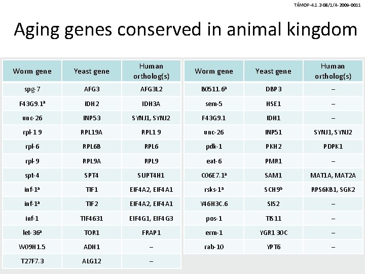 TÁMOP-4. 1. 2 -08/1/A-2009 -0011 Aging genes conserved in animal kingdom Worm gene Yeast