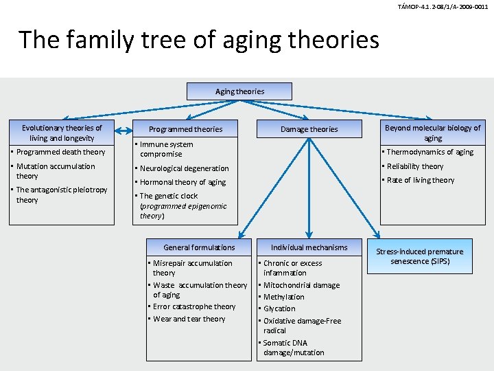 TÁMOP-4. 1. 2 -08/1/A-2009 -0011 The family tree of aging theories Aging theories Evolutionary