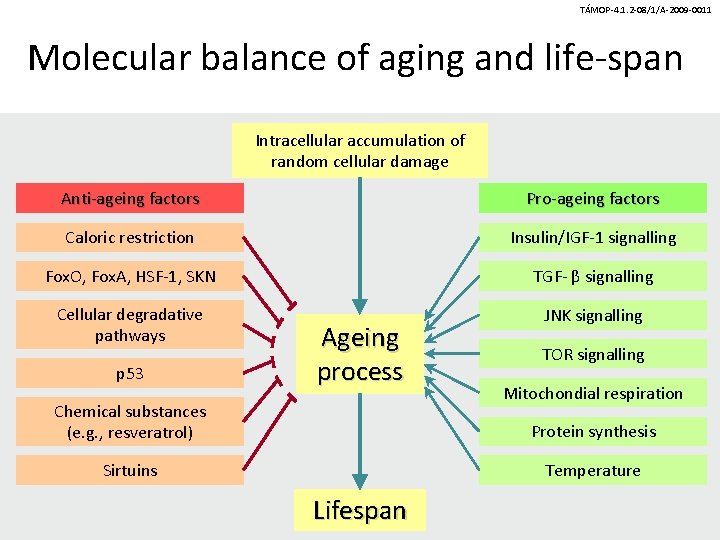 TÁMOP-4. 1. 2 -08/1/A-2009 -0011 Molecular balance of aging and life-span Intracellular accumulation of