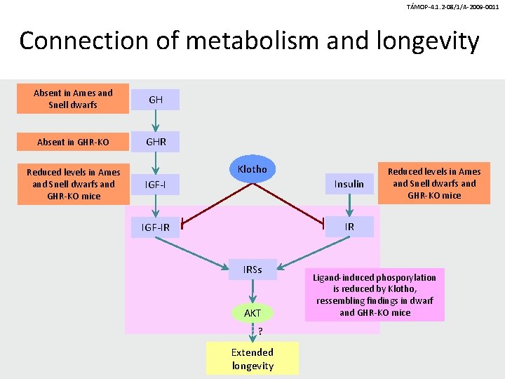 TÁMOP-4. 1. 2 -08/1/A-2009 -0011 Connection of metabolism and longevity Absent in Ames and