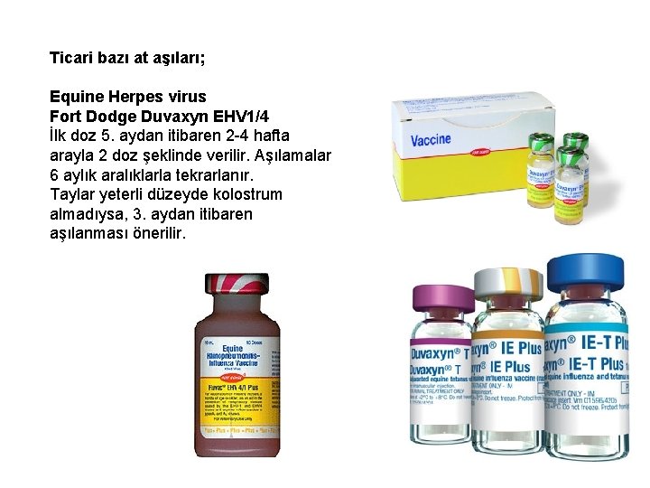 Ticari bazı at aşıları; Equine Herpes virus Fort Dodge Duvaxyn EHV 1/4 İlk doz