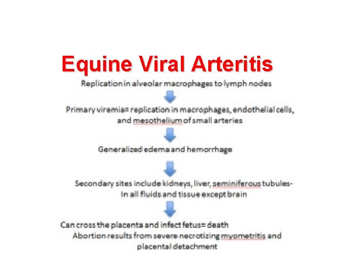 Equine Viral Arteritis 