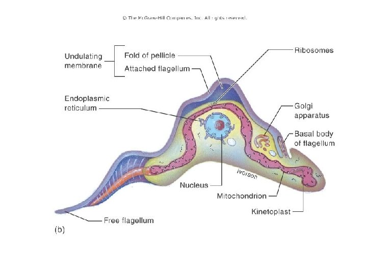 Figure 8. 8 (b) 