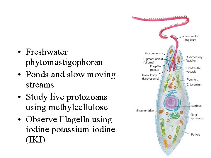  • Freshwater phytomastigophoran • Ponds and slow moving streams • Study live protozoans