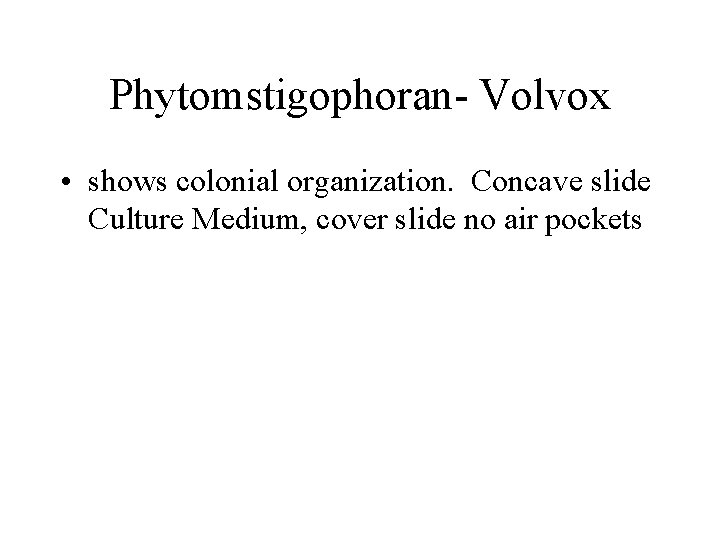 Phytomstigophoran- Volvox • shows colonial organization. Concave slide Culture Medium, cover slide no air