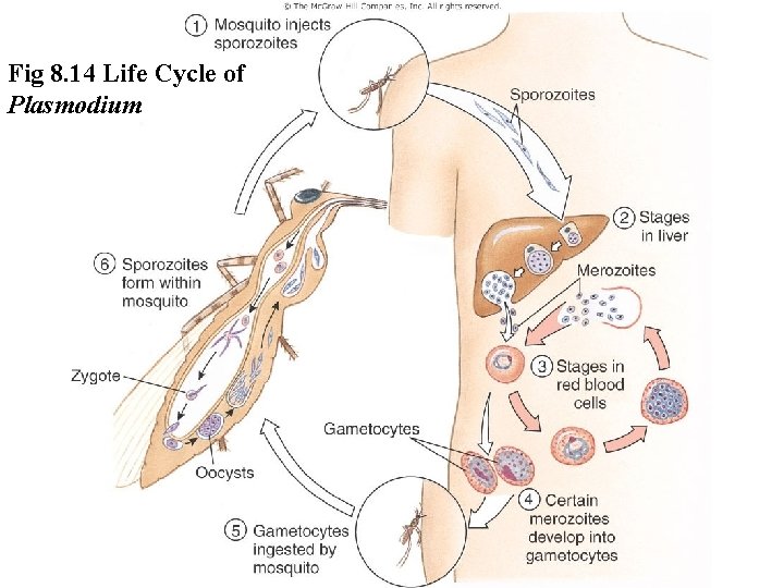 Fig 8. 14 Life Cycle of Plasmodium Figure 8. 14 