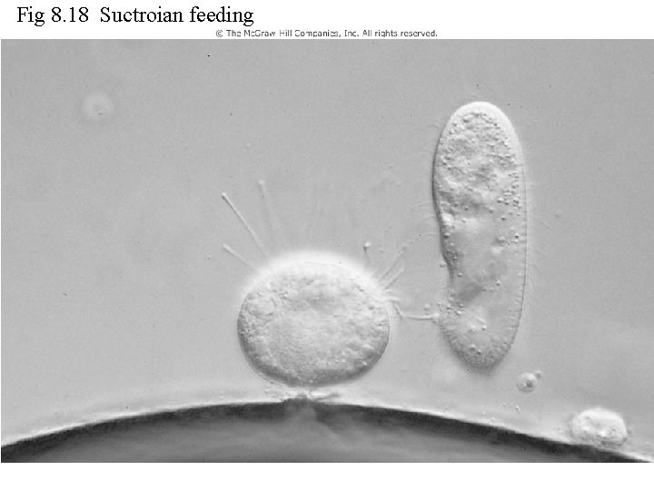 Fig 8. 18 Suctroian feeding Figure 8. 18 