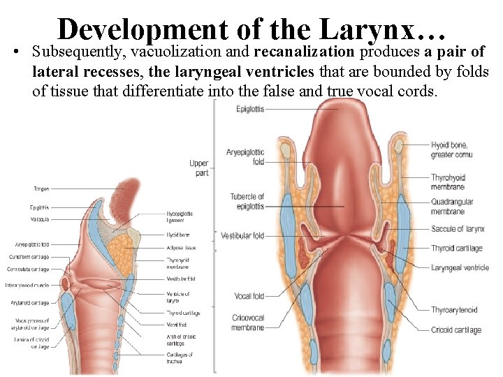 Development of the Larynx… • Subsequently, vacuolization and recanalization produces a pair of lateral Development of the Larynx… • Subsequently, vacuolization and recanalization produces a pair of lateral