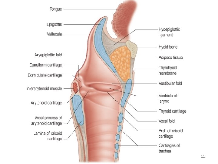 LUFUKUJA G. 11 LUFUKUJA G. 11