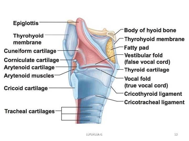 LUFUKUJA G. 12 LUFUKUJA G. 12