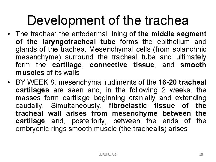 Development of the trachea • The trachea: the entodermal lining of the middle segment Development of the trachea • The trachea: the entodermal lining of the middle segment