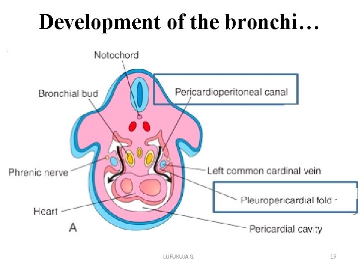 Development of the bronchi… LUFUKUJA G. 19 Development of the bronchi… LUFUKUJA G. 19