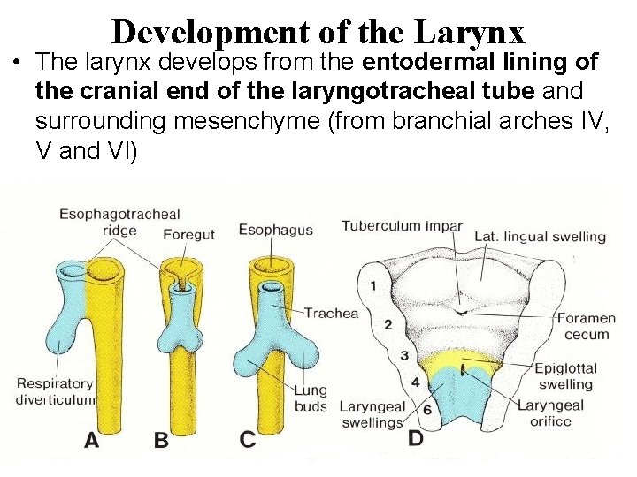 Development of the Larynx • The larynx develops from the entodermal lining of the Development of the Larynx • The larynx develops from the entodermal lining of the