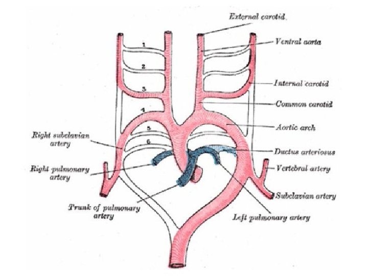 LUFUKUJA G. 22 LUFUKUJA G. 22